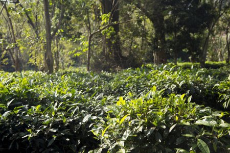 Téléchargez les photos : Plantation de thé vert biologique dans le nord de la Thaïlande près de Chiang Mai. - en image libre de droit