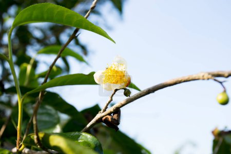 Téléchargez les photos : Détail d'une fleur de théier vert. Plantation de thé vert biologique dans le nord de la Thaïlande près de Chiang Mai. - en image libre de droit