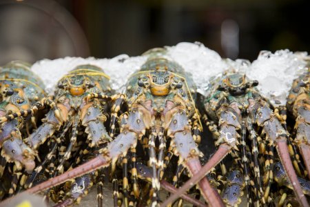 Photo for Lobsters displayed at a food stall in Bangkok calls, Thailand. - Royalty Free Image