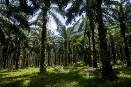 Foto de Vistas de un bosque tropical con palmeras en la isla de Ko Yao en el sur de Tailandia. - Imagen libre de derechos