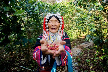 Foto de Chiang Mai, Tailandia; 1 de enero de 2023: Mujer anciana de la tribu indígena Akha del norte de Tailandia en una plantación de café orgánico. - Imagen libre de derechos