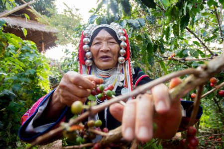Téléchargez les photos : Chiang Mai, Thaïlande ; 1er janvier 2023 : Femme âgée de la tribu Akha indigène du nord de la Thaïlande dans une plantation de café biologique. - en image libre de droit