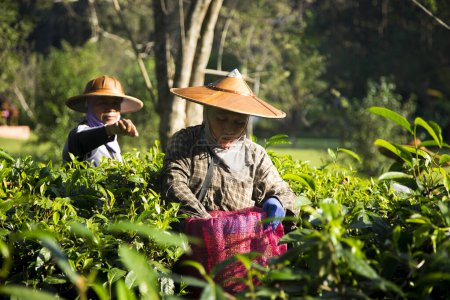 Foto de Chiang Mai, Tailandia; 1 de enero de 2023: Mujeres recogiendo hojas de té en una plantación de té verde orgánico en el norte de Tailandia. - Imagen libre de derechos