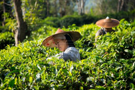 Foto de Chiang Mai, Tailandia; 1 de enero de 2023: Mujeres recogiendo hojas de té en una plantación de té verde orgánico en el norte de Tailandia. - Imagen libre de derechos