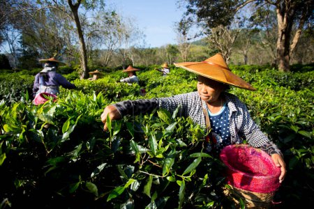 Téléchargez les photos : Chiang Mai, Thaïlande ; 1er janvier 2023 : Des femmes cueillent des feuilles de thé dans une plantation de thé vert biologique dans le nord de la Thaïlande. - en image libre de droit