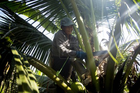 Téléchargez les photos : Samut Songkhram, Thaïlande ; 1er janvier 2023 : Une agricultrice âgée collecte du jus des tiges de cocotiers dans une plantation de noix de coco biologique. - en image libre de droit