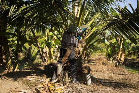 Photo for Samut Songkhram, Thailand; 1st January 2023: Senior woman farmer collecting juice from the stems of coconut trees in an organic coconut plantation. - Royalty Free Image