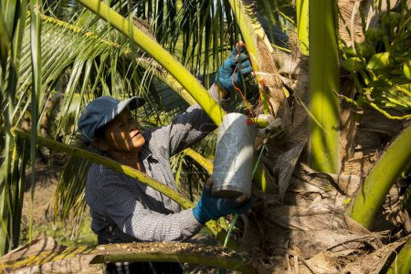 Photo for Samut Songkhram, Thailand; 1st January 2023: Senior woman farmer collecting juice from the stems of coconut trees in an organic coconut plantation. - Royalty Free Image