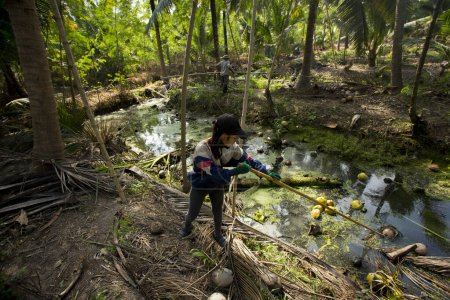 Foto de Samut Songkhram, Tailandia; 1 de enero de 2023: Jóvenes agricultoras trabajando en una plantación orgánica de coco. - Imagen libre de derechos