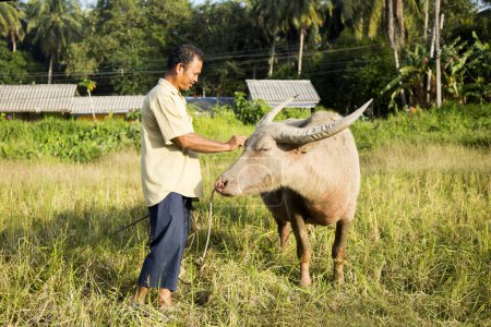 Photo for Koh Yao, Thailand; 1st January, 2023: A farmer on the island of Koh Yao with his working ox in the field. - Royalty Free Image