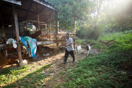 Photo for Koh Yao, Thailand; 1st January 2023: A farmer feeding his goats on his Koh Yao farm. - Royalty Free Image