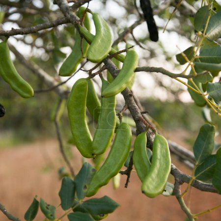 Photo for Carob trees and their green fruits on the island of Ibiza during the summer. - Royalty Free Image