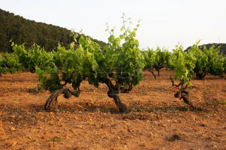 Foto de Viñedos ecológicos en el norte de la isla de Ibiza cerca de la localidad de Sant Mateo. - Imagen libre de derechos