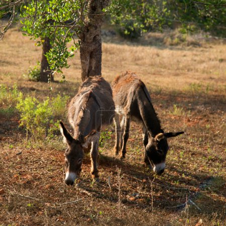 Téléchargez les photos : Les ânes dans le champ d'une ferme à Ibiza dans le nord de l'île. - en image libre de droit