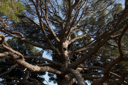 Téléchargez les photos : Le Pi Ver d'en Besor, considéré comme le plus grand pin de l'île d'Ibiza et catalogué comme un arbre unique dans les îles Baléares - en image libre de droit
