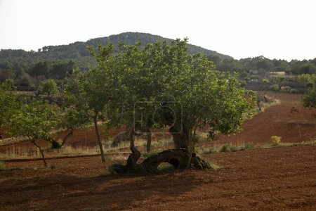 Téléchargez les photos : Vue sur la nature et les arbres dans la partie nord de l'île d'Ibiza. - en image libre de droit