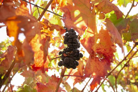 Téléchargez les photos : Vineyards in autumn in the Somontano region of Spain. - en image libre de droit