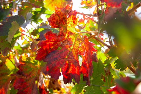 Téléchargez les photos : Vineyards in autumn in the Somontano region of Spain. - en image libre de droit
