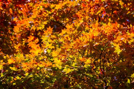 Photo for Details of the leaves of a Japanese maple during autumn with the characteristic red, yellow and brown colors of that time. - Royalty Free Image