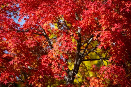 Foto de Detalles de las hojas de un arce japonés durante el otoño con los característicos colores rojo, amarillo y marrón de la época. - Imagen libre de derechos