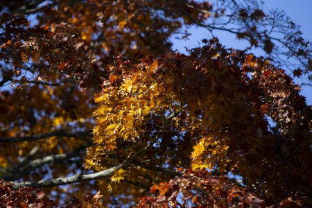 Photo for Details of the leaves of a Japanese maple during autumn with the characteristic red, yellow and brown colors of that time. - Royalty Free Image