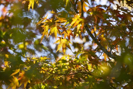 Téléchargez les photos : Détails des feuilles d'un érable japonais à l'automne avec les couleurs rouge, jaune et marron caractéristiques de cette époque. - en image libre de droit