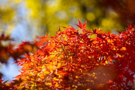 Foto de Detalles de las hojas de un arce japonés durante el otoño con los característicos colores rojo, amarillo y marrón de la época. - Imagen libre de derechos