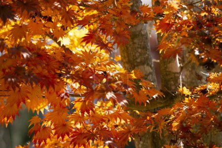 Téléchargez les photos : Détails des feuilles d'un érable japonais à l'automne avec les couleurs rouge, jaune et marron caractéristiques de cette époque. - en image libre de droit