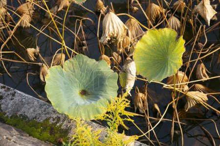 Téléchargez les photos : Nelumbo nucifera, également connu sous le nom de lotus sacré dans le parc du château Takada à Joetsu. - en image libre de droit