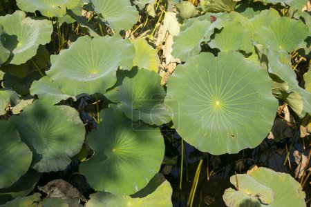 Téléchargez les photos : Nelumbo nucifera, également connu sous le nom de lotus sacré dans le parc du château Takada à Joetsu. - en image libre de droit