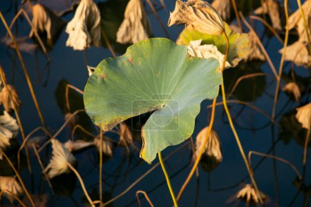 Photo for Nelumbo nucifera, also known as Sacred lotus in Takada castle park in Joetsu. - Royalty Free Image
