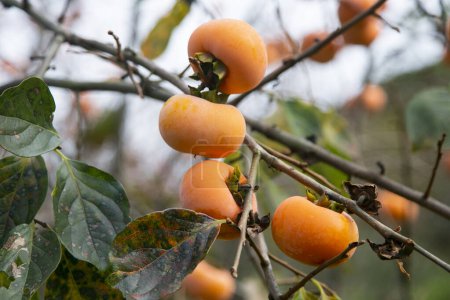 Téléchargez les photos : Saumon kaki japonais et fruits dans le mois d'automne au moment de la récolte sur l'île de Sado, préfecture de Niigata. - en image libre de droit