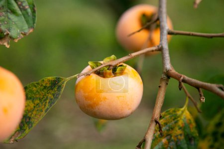 Foto de Caqui japonés y fruta en el mes de otoño en el momento de la cosecha en la isla de Sado, prefectura de Niigata. - Imagen libre de derechos
