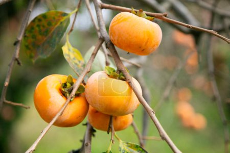 Téléchargez les photos : Saumon kaki japonais et fruits dans le mois d'automne au moment de la récolte sur l'île de Sado, préfecture de Niigata. - en image libre de droit