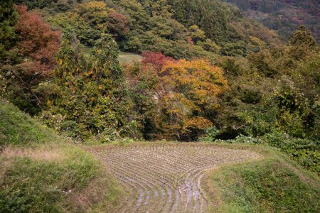 Téléchargez les photos : Terrasses de riz à Iwakubi, île de Sado, préfecture de Niigata. - en image libre de droit