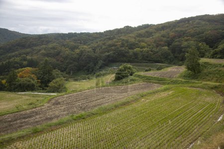 Téléchargez les photos : Terrasses de riz à Iwakubi, île de Sado, préfecture de Niigata. - en image libre de droit