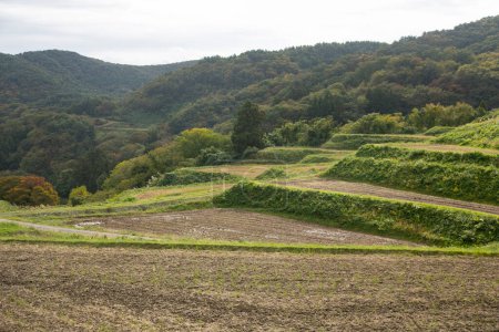 Photo for Rice terraces in Iwakubi, Sado Island, Niigata prefecture. - Royalty Free Image