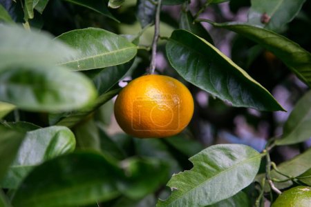 Foto de Mikan es un cítrico similar a la mandarina que se cultiva en regiones más cálidas de Japón en grandes cantidades. - Imagen libre de derechos