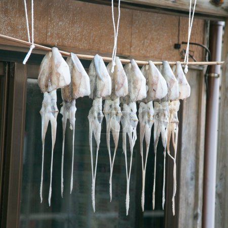 Photo for Squids hanging in a fish shop in Ogi, Sado Island, Japan. - Royalty Free Image