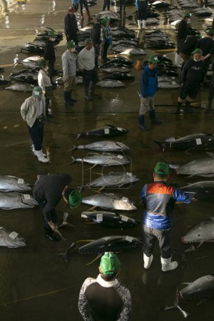 Photo for Nachikatsuura, Japan; 1st October 2023: Fishermen and buyers at tuna fish ouction at Katsuura Fish Port early in the morning. - Royalty Free Image