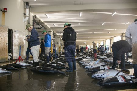 Photo for Nachikatsuura, Japan; 1st October 2023: Fishermen and buyers at tuna fish ouction at Katsuura Fish Port early in the morning. - Royalty Free Image