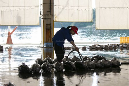Téléchargez les photos : Nachikatsuura, Japon ; 1er octobre 2023 : Pêcheurs et acheteurs de thon au port de Katsuura tôt le matin. - en image libre de droit