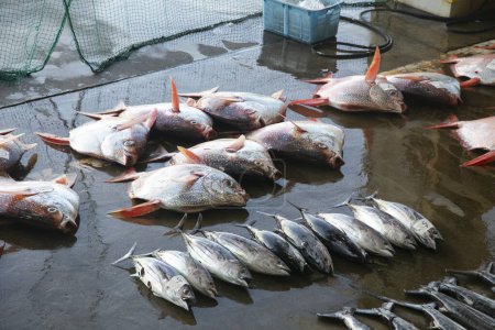 Foto de Atún de cuento amarillo y otras capturas en la subasta de pescado temprano en la mañana en Katsuura Fish Port, Wakayama, Japón. - Imagen libre de derechos
