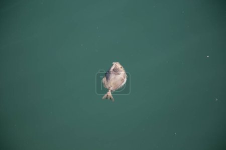 Foto de Pequeños peces muertos en el océano en Japón. - Imagen libre de derechos