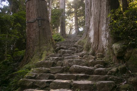 Téléchargez les photos : Section de la légendaire route Kumano Kodo le long des pavés de pierre à Wakayama, Japon. - en image libre de droit