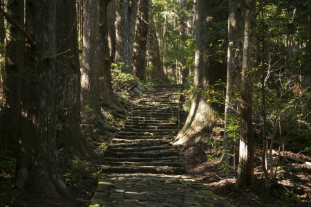 Téléchargez les photos : Section de la légendaire route Kumano Kodo le long des pavés de pierre à Wakayama, Japon. - en image libre de droit
