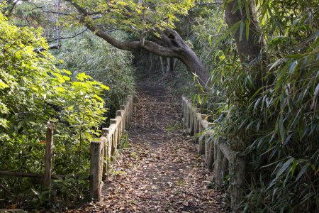 Téléchargez les photos : Route rurale sur la côte de l'île de Sado dans une forêt de bambous. - en image libre de droit