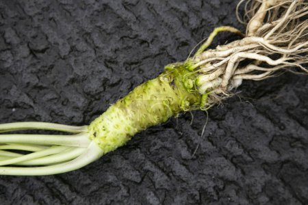 Photo for Organic and fresh Wasabi root in a farm in Shizuoka prefecture in Izu Peninsula, Japan. - Royalty Free Image