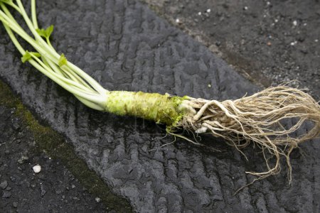 Photo for Organic and fresh Wasabi root in a farm in Shizuoka prefecture in Izu Peninsula, Japan. - Royalty Free Image