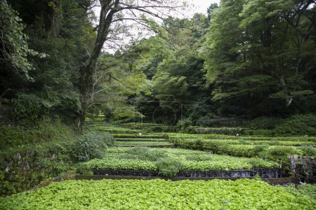 Téléchargez les photos : Ferme Wasabi. Wasabi frais et bio dans les champs et terrasses de l'Idakaba, dans la péninsule d'Izu, Japon. - en image libre de droit